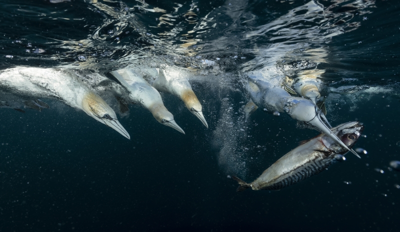 Gannets fight for meckrel underwater