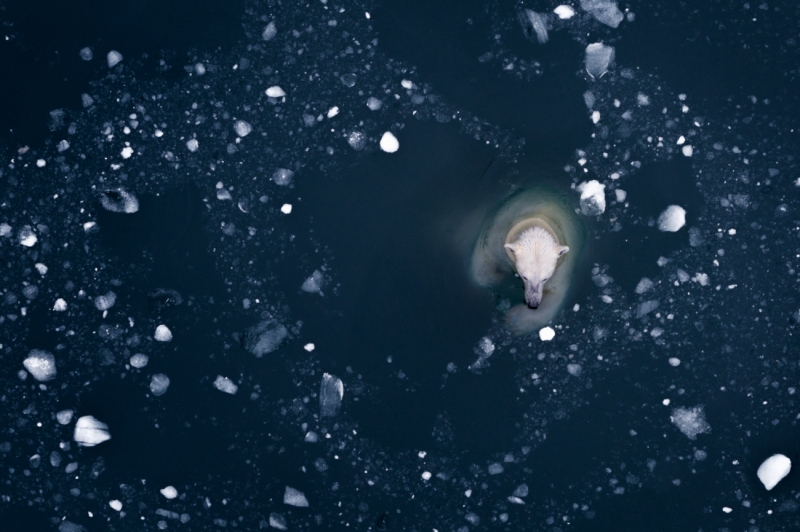 Floating Bear