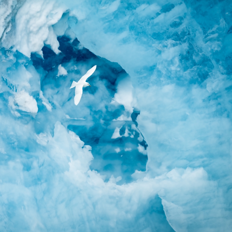 Angel of the Arctic