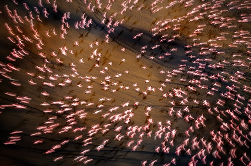 Symphony in Motion