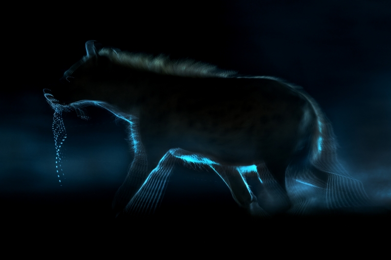 Hyena in Motion