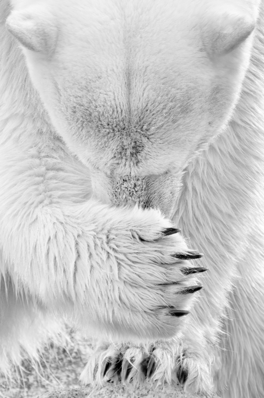 Polar Reverence