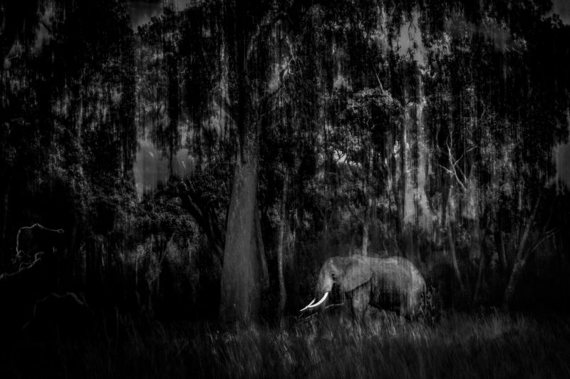 An Elephant's World