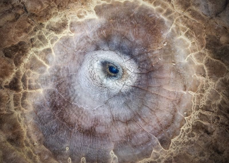 The eye