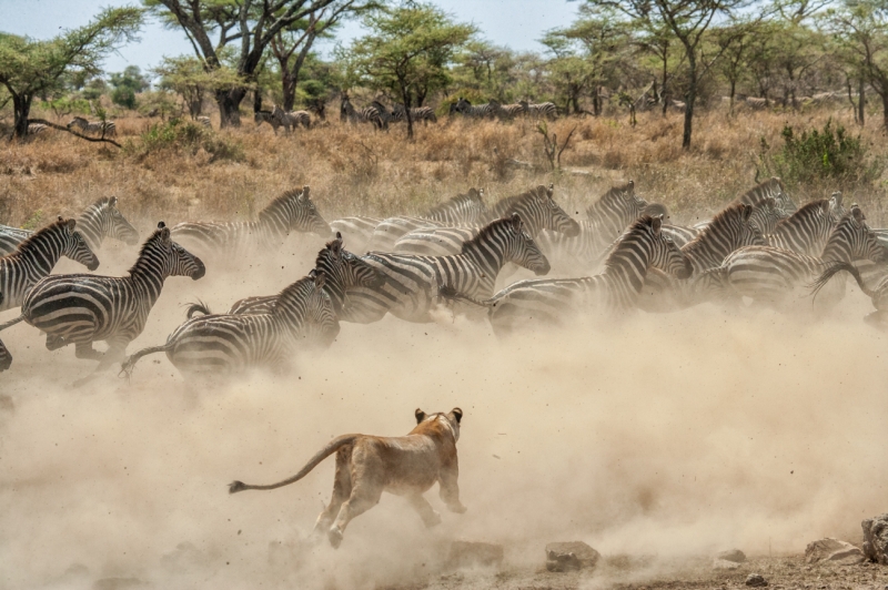 Lioness Attack