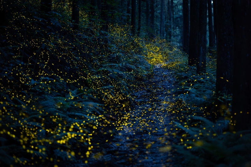 A carpet of shimmering light in the forest