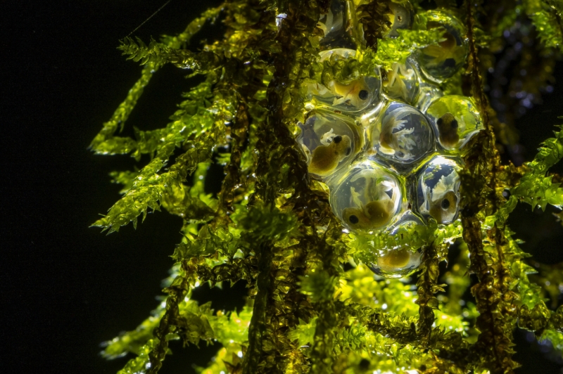 Cluster of Hope